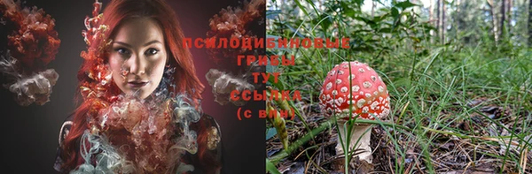 PSILOCYBIN Бородино